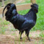 Dark chicken