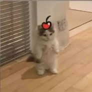 qt