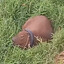 Capivara pneumática