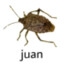 juan