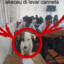Caxorro