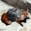 turtlefox