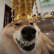 紧张的依古比古