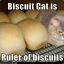 BiscuitKitty