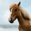 they added horses to deadlock's avatar