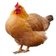 诡道鸡（已黑化）