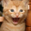 The Cat