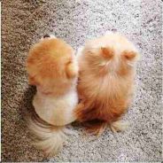 教练，我要打dota