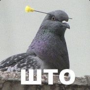 OGYR4IIK