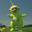 Dipsy