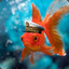 Admiral Goldfish