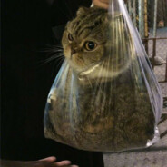 山雨欲来枫满楼