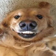 P - steam id 76561199529720251