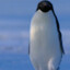 Arctic Penguin