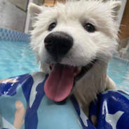 拳打A大前压脚踢B小老六