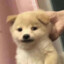 YuKi 白