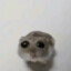 Hamster