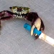 An Able Bodied Crab