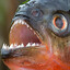 Piranha