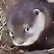 翻斗花园第一突破手