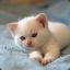 A Fuzzy White Kitten