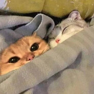 meow