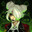 Phantom