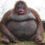 ебанука ясолей's avatar