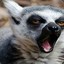 LEMUR_15