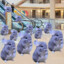 CHINCHILLA FLASH MOB