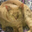 seymour