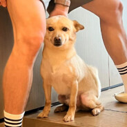 阿妈爱吃安眠药