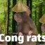 Cong rats