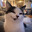 funnyguppygaming