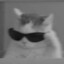 かわいい猫֎✠