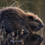 Bäverhojt  ♥