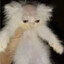 gato careca