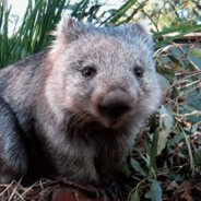 OffbeatWombat