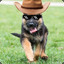 Dog Norris