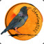 Starling3232