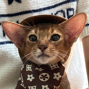 西部牛仔小阿比