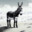 Antarctic Donkey