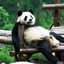 [chris] Worlds fattest panda