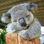 Sleepy Koala