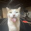 Silly Cat !