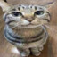 CrazyCat25