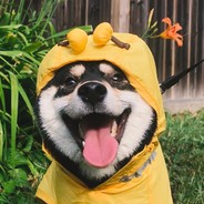 刘先森的小可儿