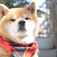 新津爆徒孙笑川