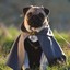 Mops_Frodo