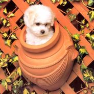 丢了海绵的宝宝